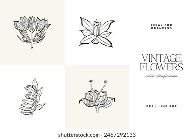 Botanical, Minimal plant flower, hand drawn sketch drawing,  vector illustration