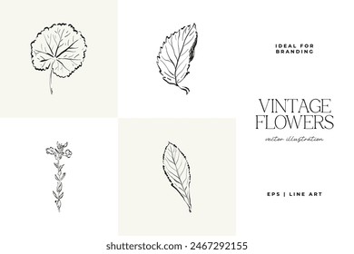 Botanical, Minimal plant flower, hand drawn sketch drawing,  vector illustration