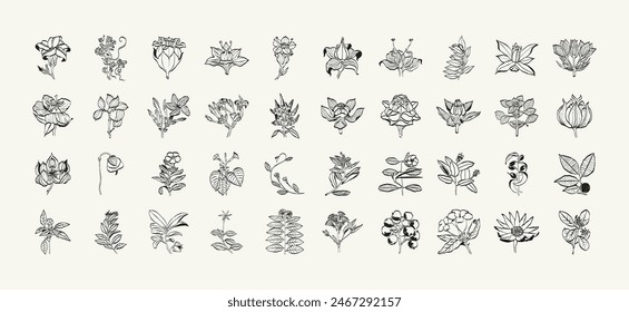 Botanical, Minimal plant flower, hand drawn sketch drawing,  vector illustration