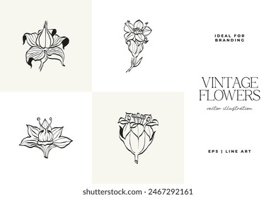Botanical, Minimal plant flower, hand drawn sketch drawing,  vector illustration