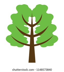 
Botanical nut tree, walnut tree icon

