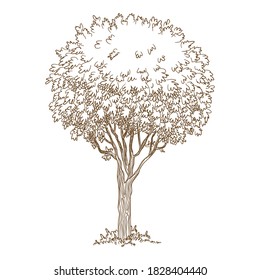 Botanisches altes Baumsymbol. Handgezeichnete und umrissene Illustration von botanischem alten Baum, Vektorsymbol für Webdesign