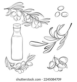 Botanical, olive set. Hand-drawn illustrations of olives, branches with leaves, and an oil bottle. Sketch of olive plant on white background. 
Designs for restaurant menus, cafes, postcards.