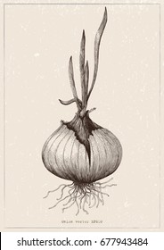 Botanical Of Onion Hand Drawing Antique Illustration On Vintage Background