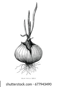 Botanical Of Onion Hand Drawing Antique Illustration