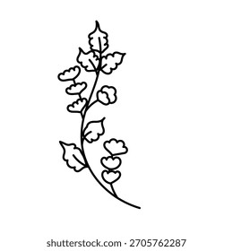 Botanical outline drawing illustration vector