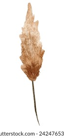 Botanical Painting: Dried Pampas Watercolor Illustration Capturing Natural Beauty