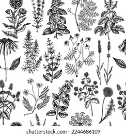 Botanical pattern with meadows, medicinal herbs, flowering plants and blooming wild flowers. Hand drawn black sketches on white background. Vector illustration in vintage style. Seamless texture