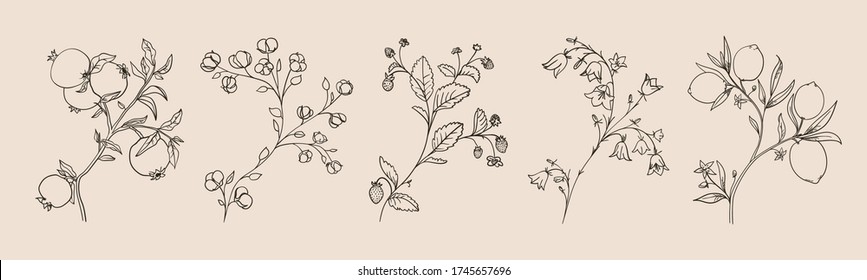 Botanical plant branches vector collection, retro image. Hand drawn curly plant twigs with flowers, leaves and fruits. Lemons on a tree, pomegranate fruits, cotton flowers, strawberriesin line style.