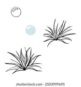 Botanical plant leaves bush bubble, Marine life, sea ocean underwater algae seaweed, Ink and pen sketch hand drawn. Single object illustration isolated on white. Zoo shop, aquarium, cosmetics, resort