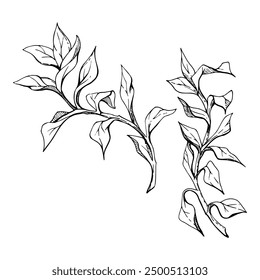 Botanical plant leaves bush drawing, Marine life, sea ocean underwater algae seaweed, Ink and pen sketch hand drawn. Single object illustration isolated on white. Zoo shop, aquarium, cosmetics, resort