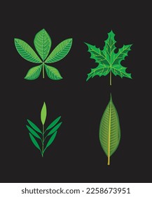 botanical plant leaves vector drawing