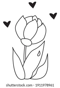 Botanical plant. Lush beautiful Flower with leaves with dew drops. Vector drawing. Black line, outline on a white background. Tulip for print, decor and design, postcards and cards