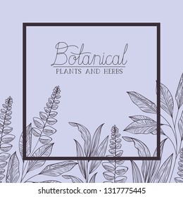 botanical plants and herbs square frame