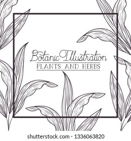 botanical plants and herbs square frame