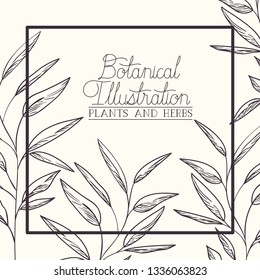 botanical plants and herbs square frame