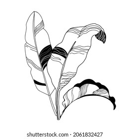 Botanische Pflanzen. Palmblätter, Vektorgrafik. Trend-1-Zeile