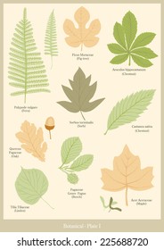Botanical plate 1