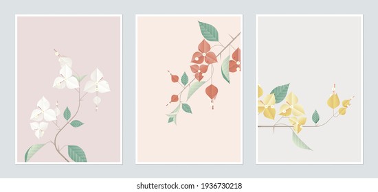 Botanical poster template design, Bougainvillea in different color