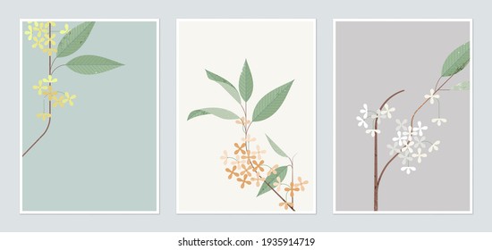 Botanical poster template design, Osmanthus fragrans flowers in different color