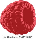 Botanical raspberry berry engraving, simple line art with retro shading. Ideal for vegan food branding, berry-themed merchandise, or handmade jam decor.