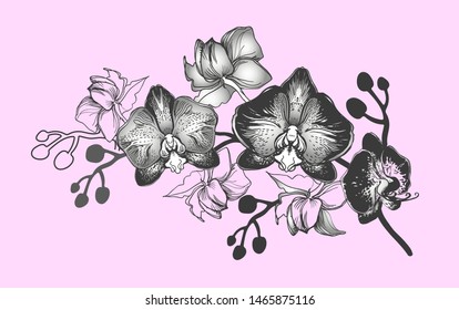 Botanical realistic drawing with hand drawn branch of flowers Orchids, Phalaenopsis.  Perfect for floristic design and printing, greeting cards, posters, banners, textile, wedding invitation. 