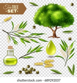 Botanical Realistic Set With Tea Tree Flowers Leaves And Bottle With Oil Isolated On Transparent Background Vector Illustration