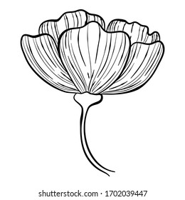 Botanical rose hip flower icon. Hand drawn illustration of botanical rose hip flower vector icon for web design