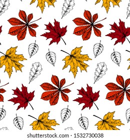 Botanical seamless pattern with red and yellow maple leaves on white background. Autumn design. Hand drawn sketch vector illustration. Vintage line art