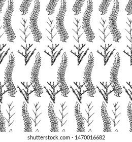 Botanical seamless pattern in vintage style. Various leaves of ferns, cones, horsetail, calamus, sow thistle, wheat grass, holly. Vector engraving black and white illustration. 