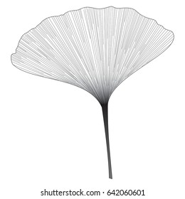 Botanical series Elegant Single Ginkgo leaf in sketch style in black and white on white background 