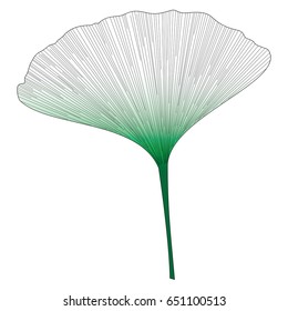 Botanical series Elegant Single Ginkgo leaf in sketch style in green gradient , black and white on white background 