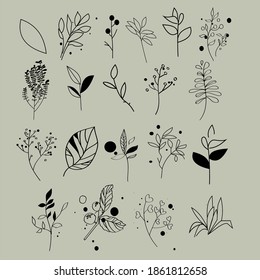 Conjunto botánico 20 ítems plantas de flores silvestres en ilustraciones vectoriales