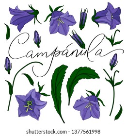 botanical set with bellflowes elements and lettering campanula vector isolated