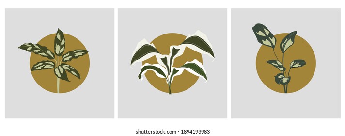 botanical set calathe leaves wall art background or anything
