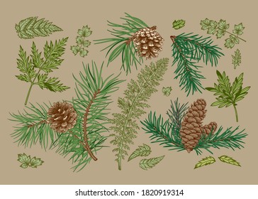 Botanical set with coniferous branches and greenery. Vector illustration. Beige background and colorful pattern.