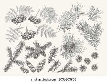 Botanical set with conifers and rowan. Christmas collection with mountain ash, pine and fir branches and cones. Vector illustration. Isolated elements. Black and White colors.