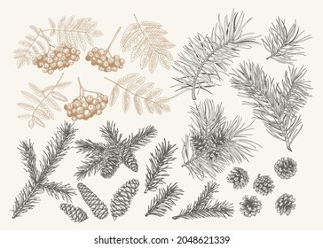 Botanical set with conifers and rowan. Christmas collection with mountain ash, pine and fir branches and cones. Vector illustration. Isolated elements. Engraving style. Black and White and golden. 