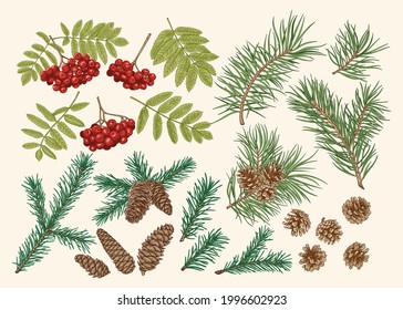 Botanical set with conifers and rowan. Vintage collection with mountain ash, pine and fir branches and cones. Vector illustration. Isolated elements. Traditional christmas colors.