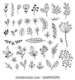 Botanical set with different leaves, flowers, floral illustrations. Hand drawn doodle vector collection with natural elements on white background