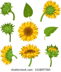 Botanical Set Of Elements Of Sunflowers Colored Vector Illustrarions