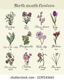 Botanischer Blumenbestand. Herrliche Schneeabfälle, Iris, Kirschblüte, Honigsauce, Peony, Kosmos, Tulpe, Lilie, Narzissenblumen einzeln. Farbige Vektorgrafik, Geburtsmonatsblume