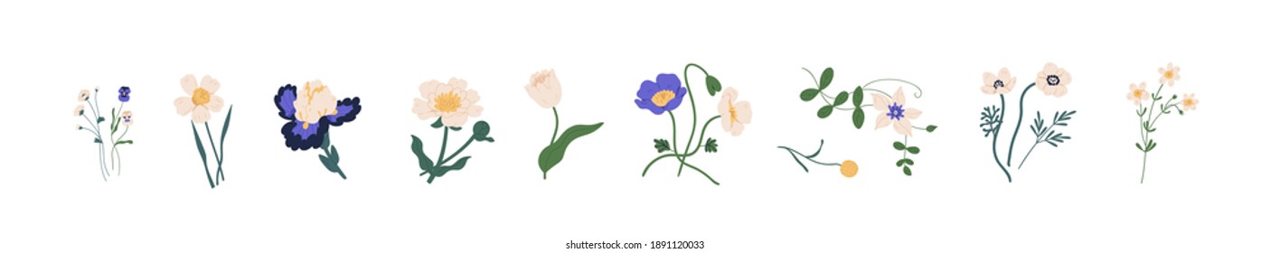 Botanical set of garden floral plants. Gorgeous clematis, craspedia, daffodil, irises, peony, poppy, tulip and pansy flowers isolated on white background. Colorful flat vector illustration