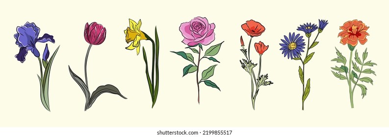 Conjunto botánico de plantas de jardín floral. Magníficas flores de daffodil, aster, rose, iris, amapola, tulipán y marigold aisladas en fondo blanco. Ilustración colorida de arte vectorial plano.