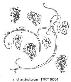 Conjunto botánico con tallo de uva de línea dibujada a mano con fruta. Ilustración de plantilla floral monocroma vectorial para invitación a la boda, café vegano, logo de la florería, impresión, diseño, tatuaje.
