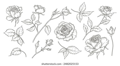 Botanical set of hand drawn roses. Luxury collection of sketches of elements of flowers, branches and leaves. Vector illustration for tattoo, wedding invitation, wallpaper art, save the date card