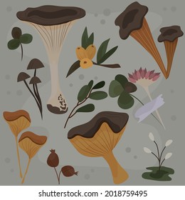 Botanical set. Ingredients for the potion. Vector illustrations of plants, mushrooms for books, games. Vintage vector botanical illustration. Set. Autumn. Drawing engraving sketch retro.
