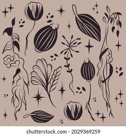 Botanical set. Ingredients for the potion. Vector illustrations of plants. Vintage vector botanical illustration. Set. Autumn. Drawing engraving sketch retro.