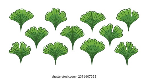 Botanical set of leaves ginkgo biloba tree. Abstract green leaf nature inspired