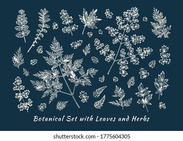 Botanical set with leaves. Vector illustration. Blue and white background.
